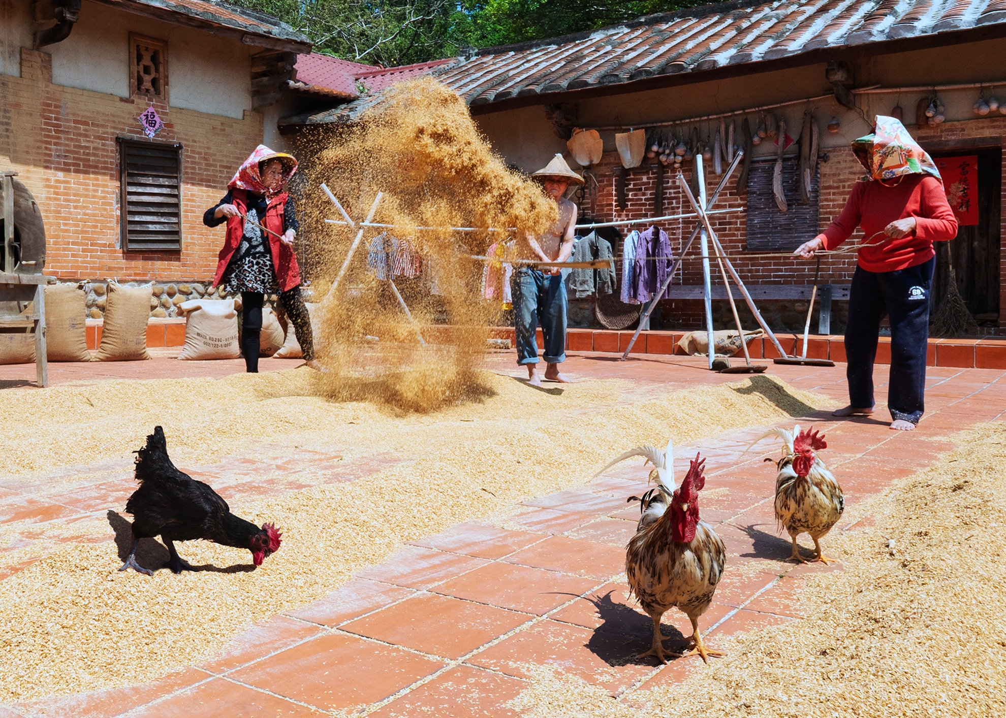 銀牌  農家樂05  何為今
